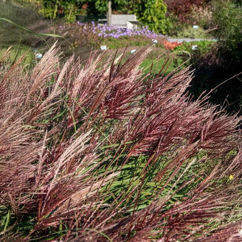 Eulaliee Red Chief