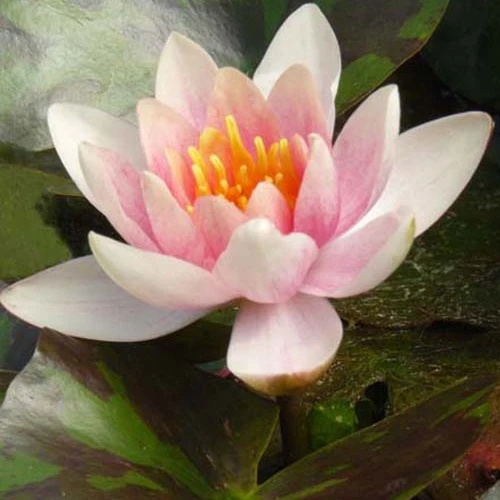 Nénuphar Aurora