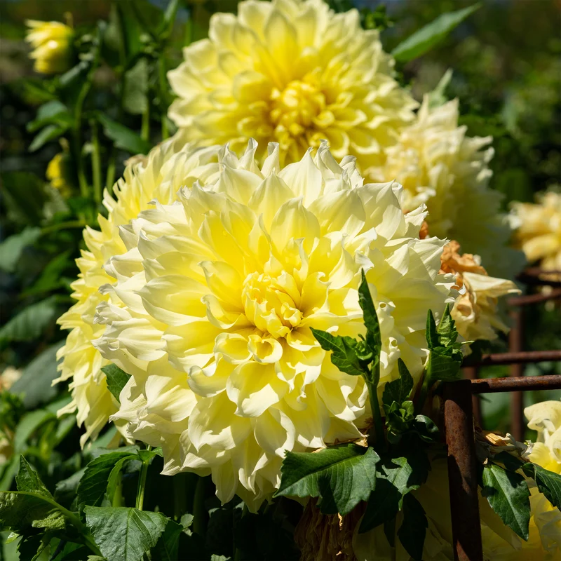 3 Dahlias Kelvin Floodlight