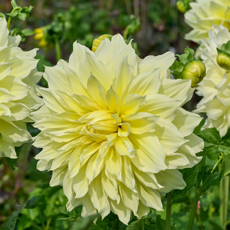 3 Dahlias Kelvin Floodlight