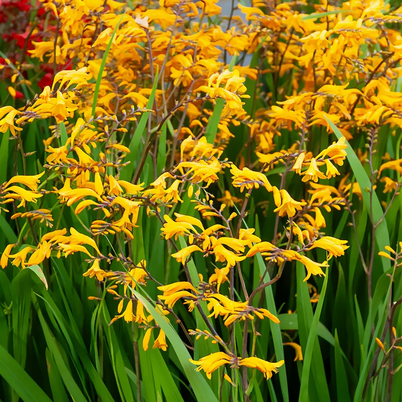 20 Crocosmia Sunglow