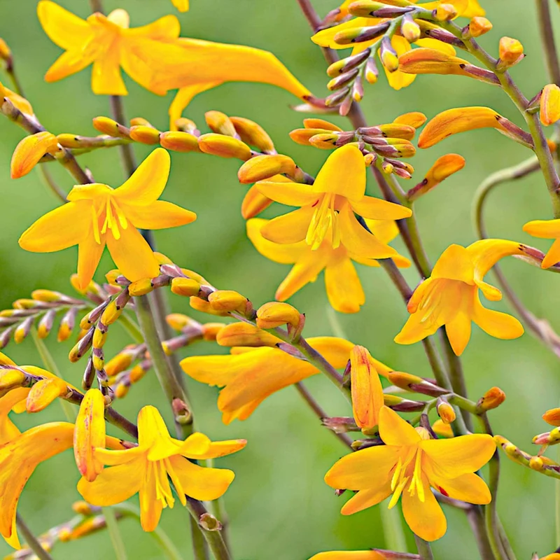 20 Crocosmia Sunglow