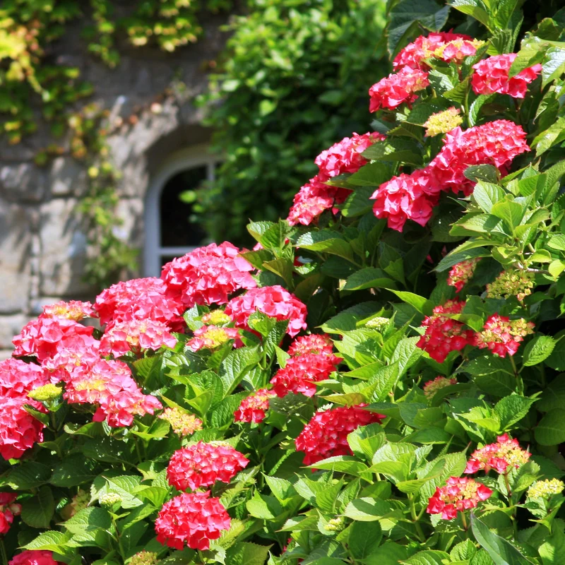 Hortensia rouge
