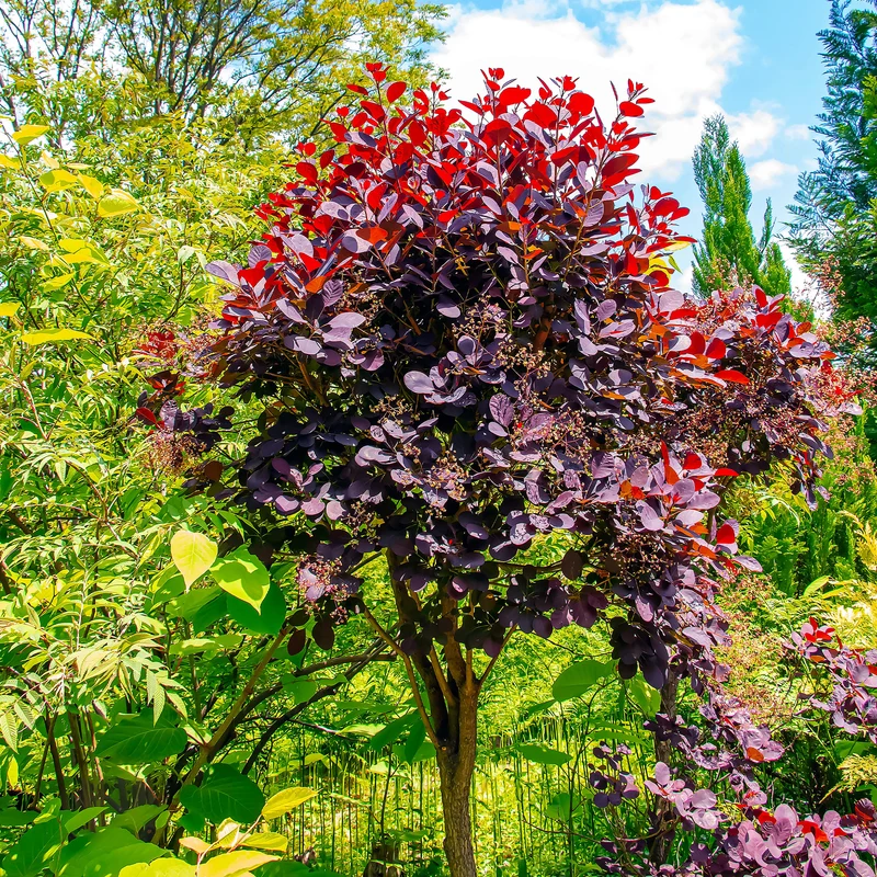Arbre à perruque pourpre Royal Purple sur tige