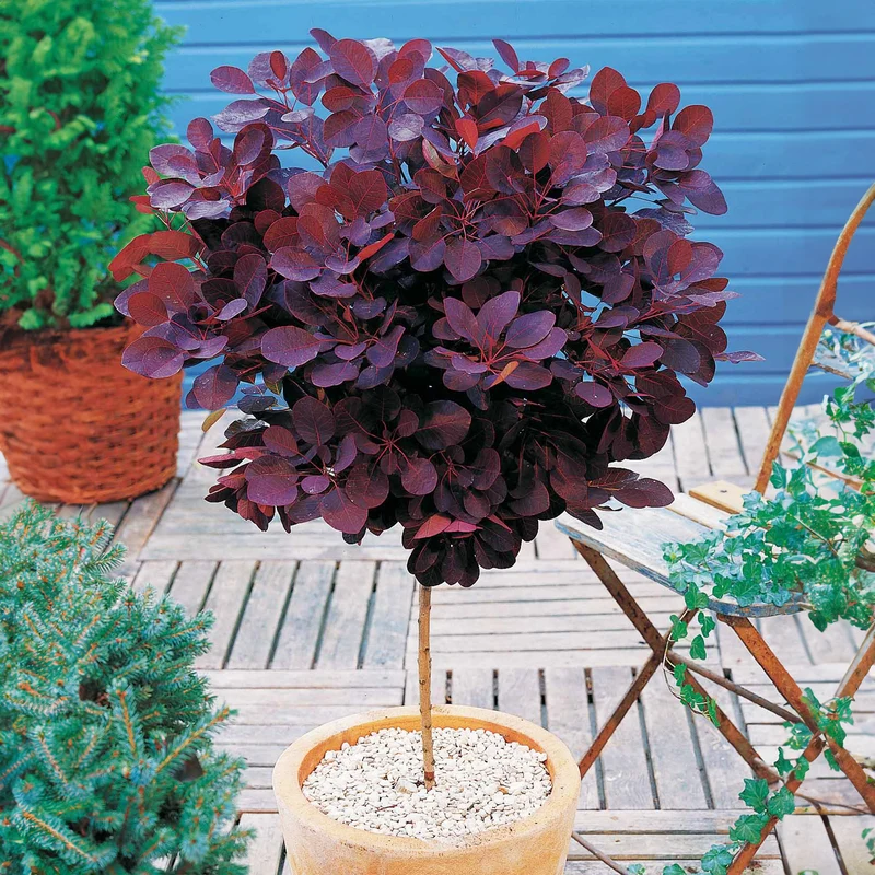Arbre à perruque pourpre Royal Purple sur tige