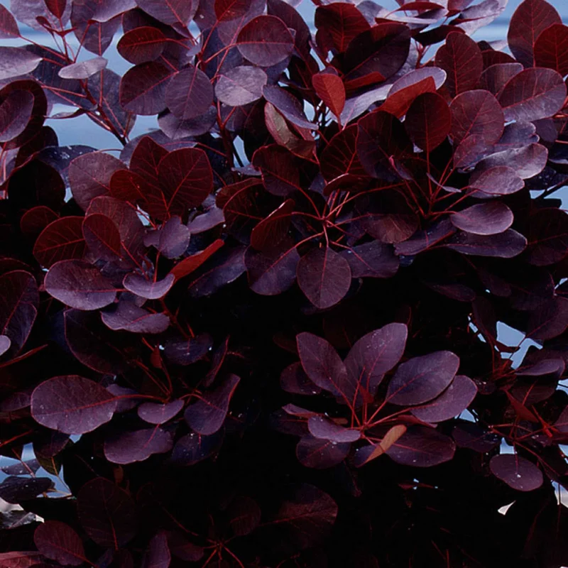 Arbre à perruque pourpre Royal Purple sur tige