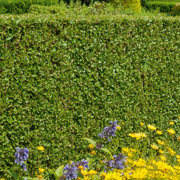 Haie de Troènes verts