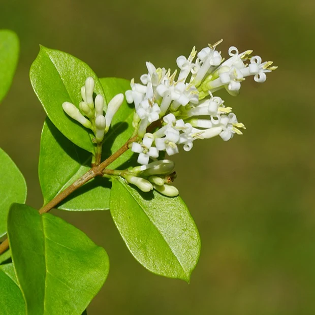 Haie de Troènes verts