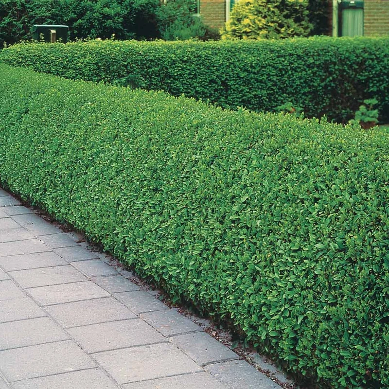 Haie de Troènes verts