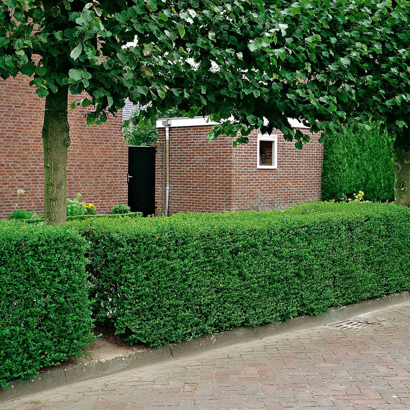 Haie de Troènes verts