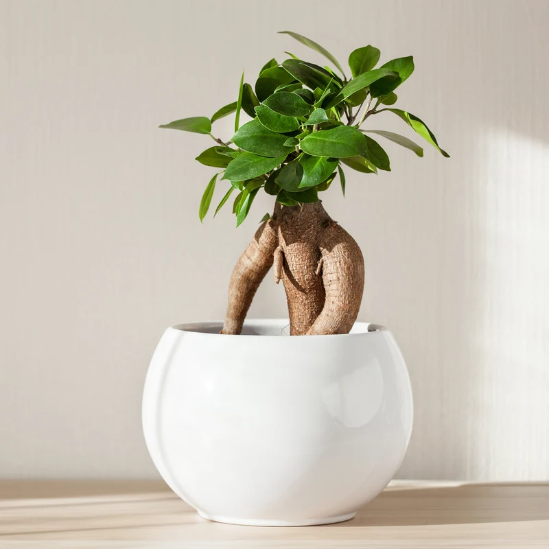 Ficus bonsaï ginseng