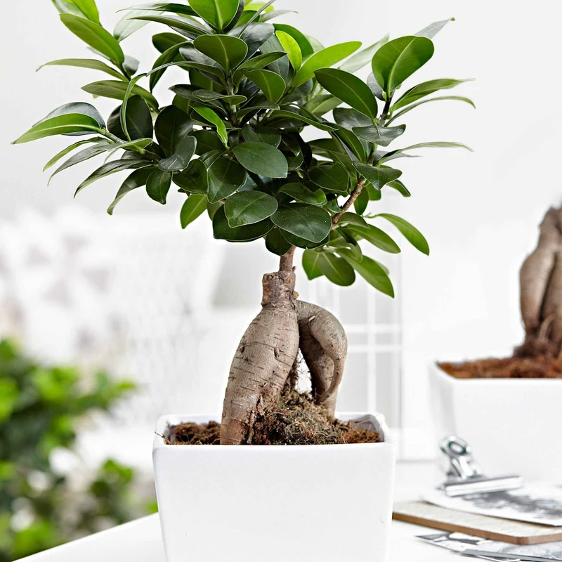 Ficus bonsaï ginseng