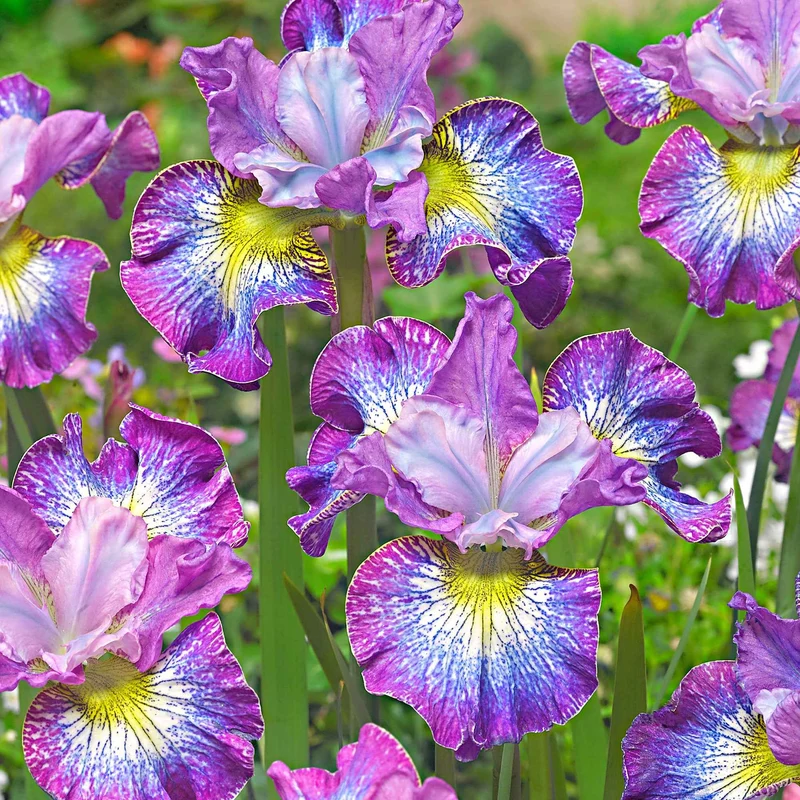 3 Iris de Sibérie How Audacious
