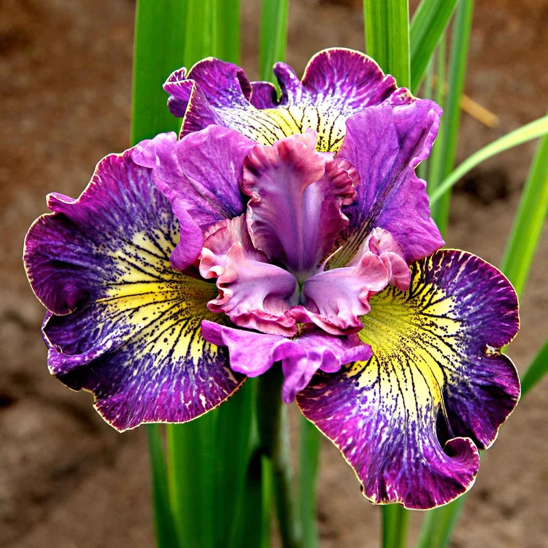 3 Iris de Sibérie How Audacious