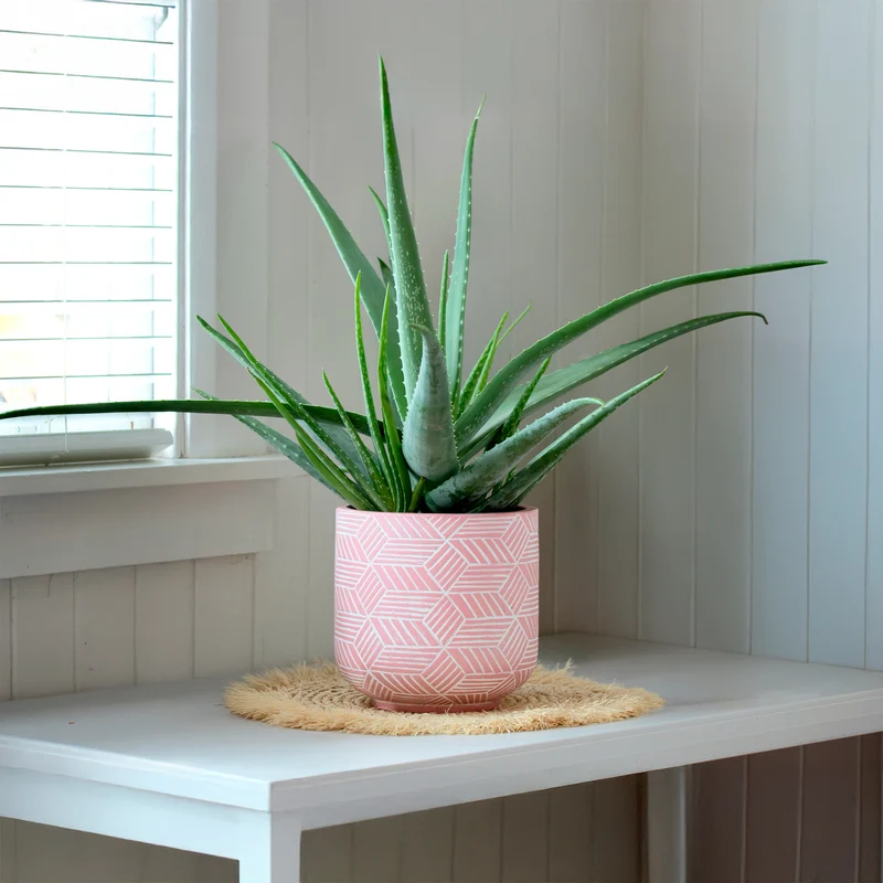 Aloe vera