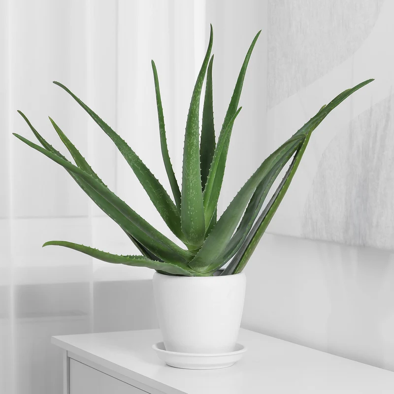 Aloe vera