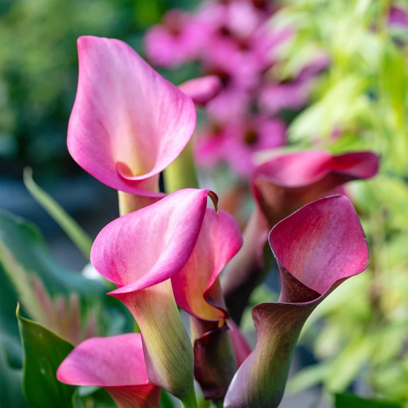 2 Arums rose