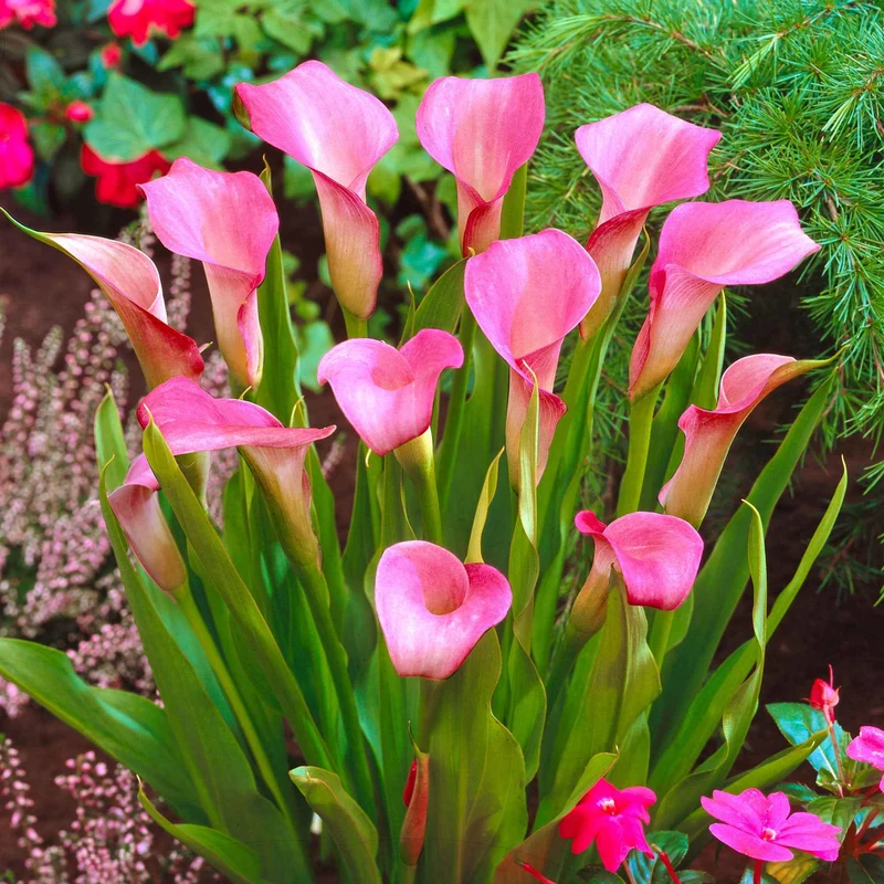 2 Arums rose