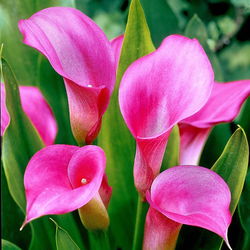 2 Arums rose