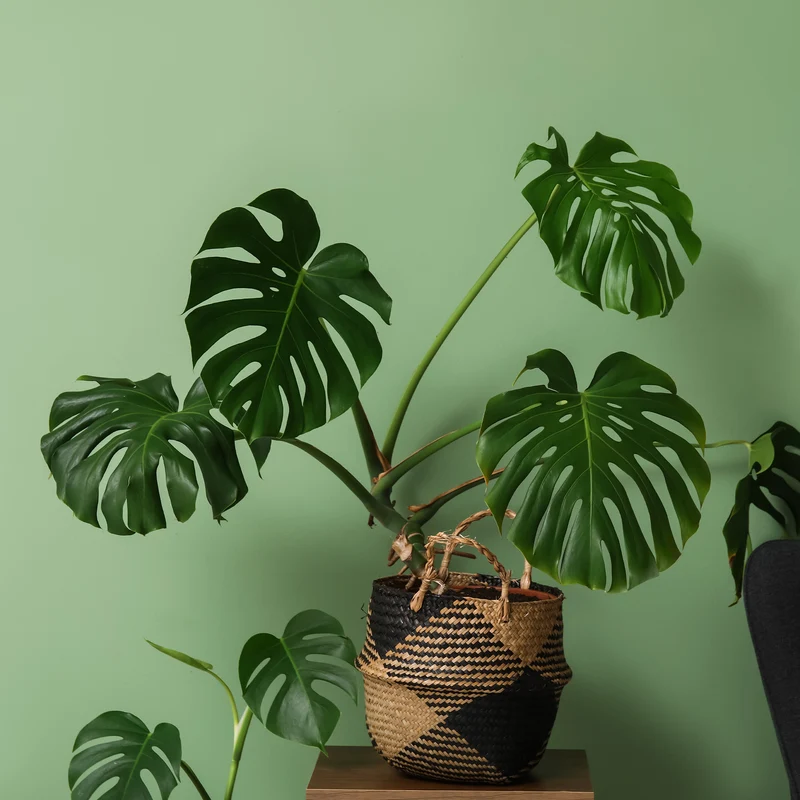 Philodendron Monstera deliciosa