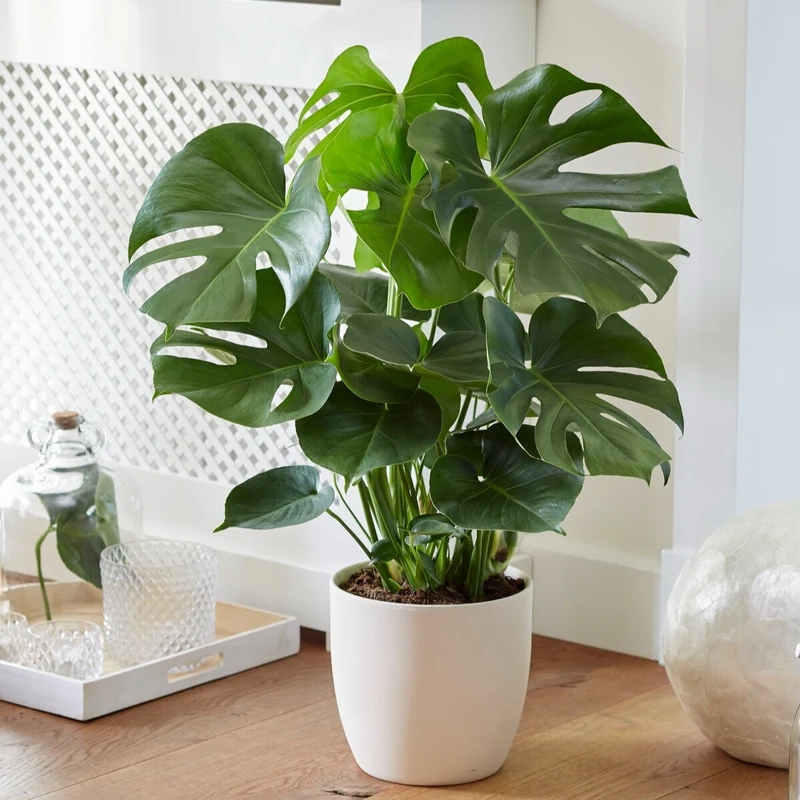 Philodendron Monstera deliciosa