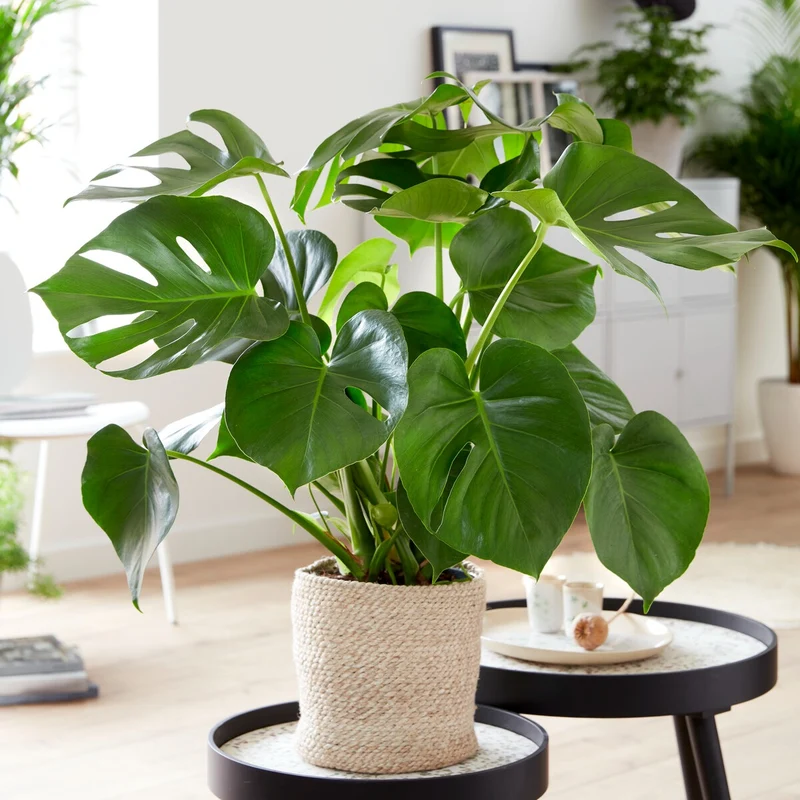 Philodendron Monstera deliciosa