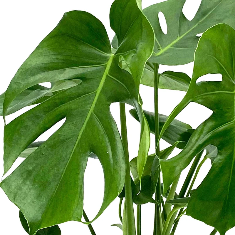Philodendron Monstera deliciosa