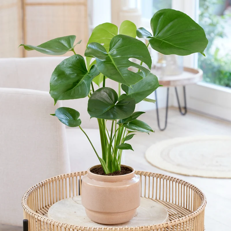 Philodendron Monstera deliciosa