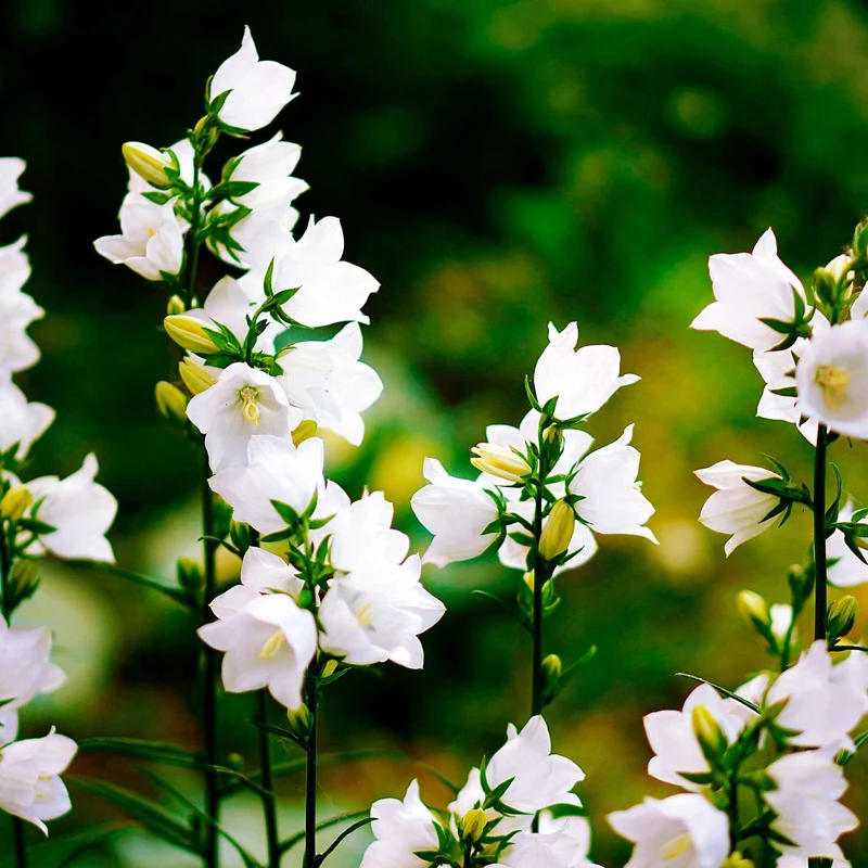 Campanule des Carpates Alba