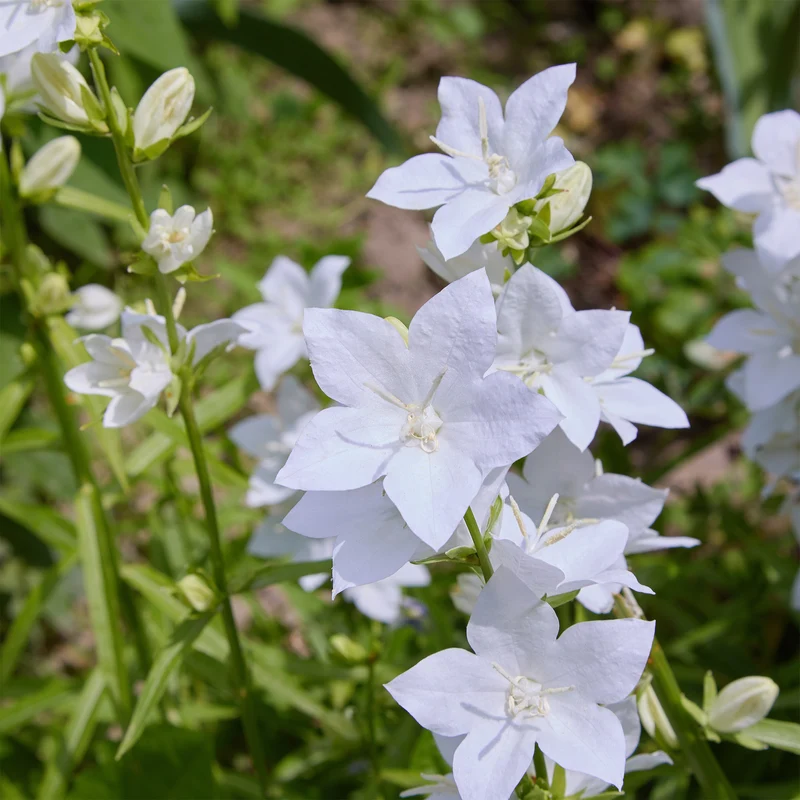 Campanule des Carpates Alba