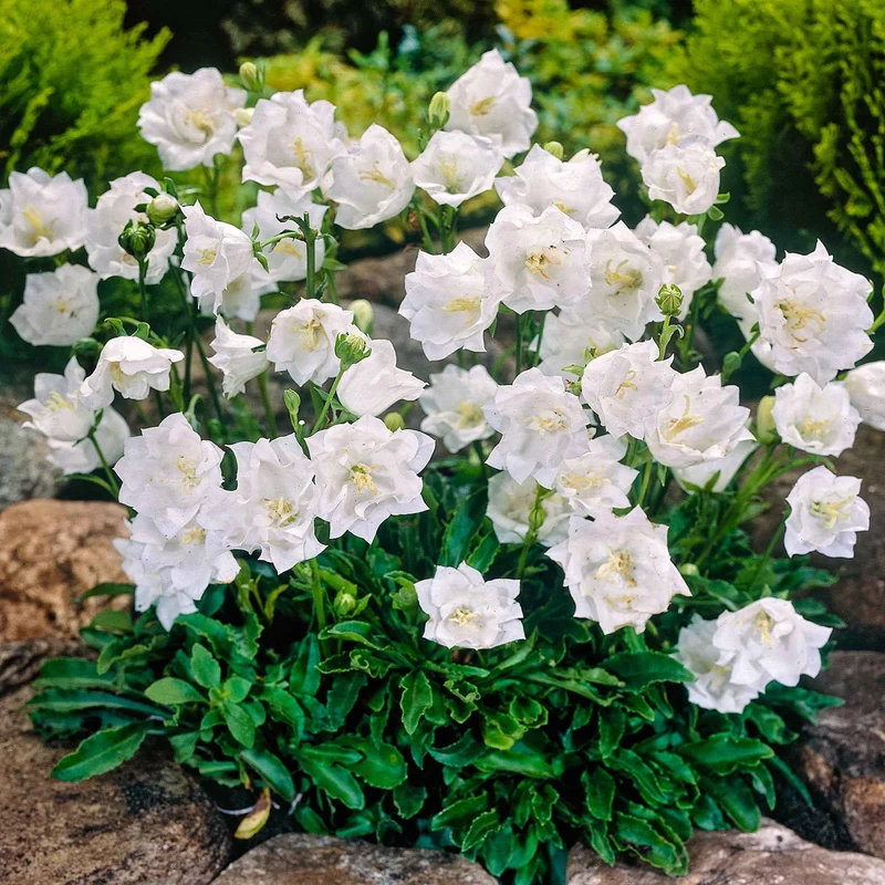 Campanule des Carpates Alba