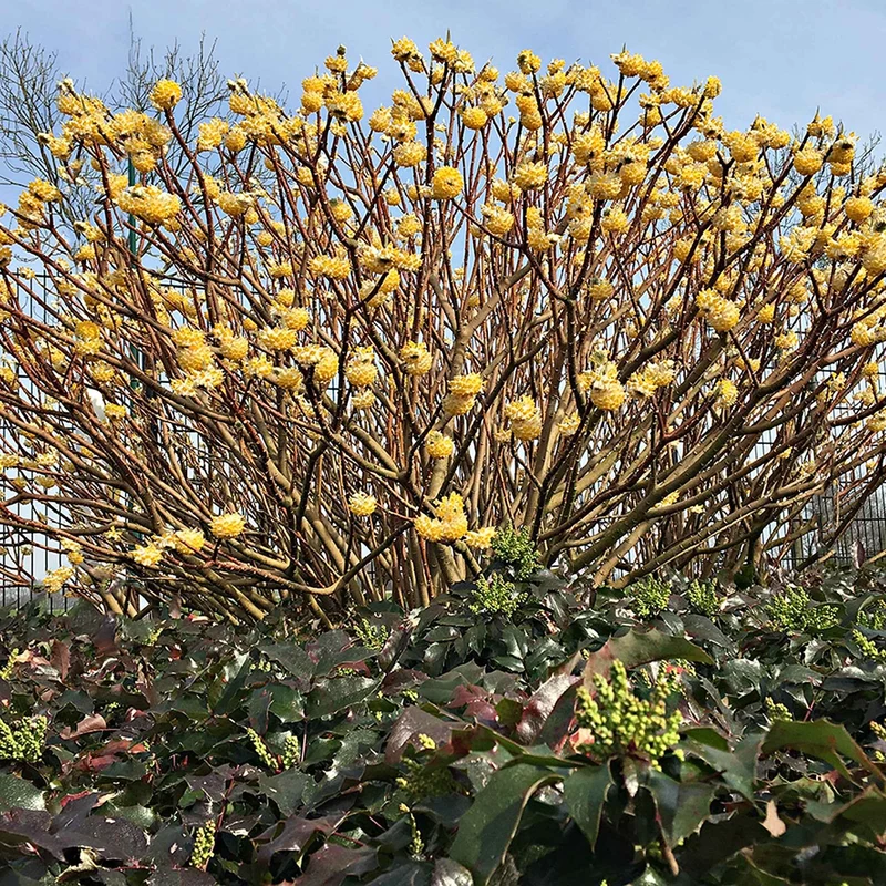 Edgeworthia Grandiflora - Buisson à papier