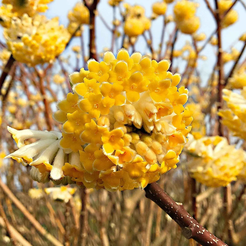 Edgeworthia Grandiflora - Buisson à papier