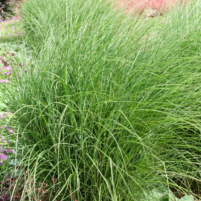 Eulalie Yaku Jima