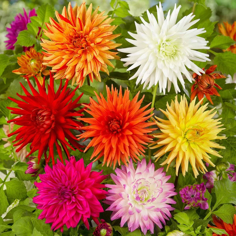10 Dahlias cactus colorés en mélange
