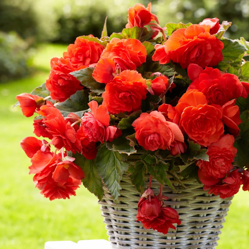 5 Bégonias parfumées Red Glory