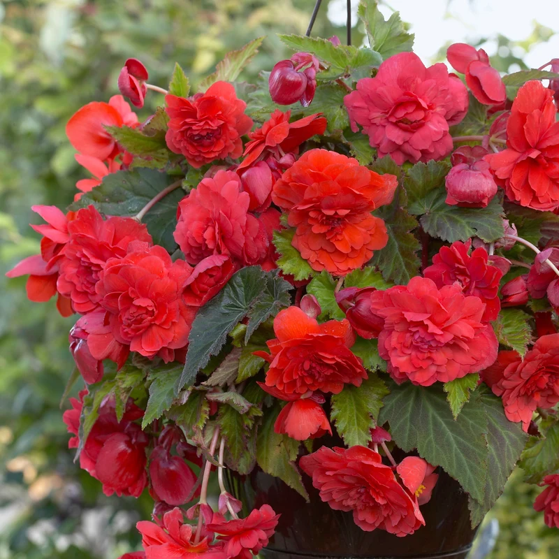 5 Bégonias parfumées Red Glory