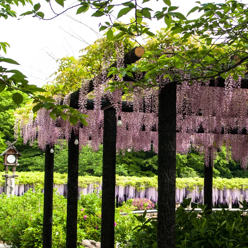 Glycine rose