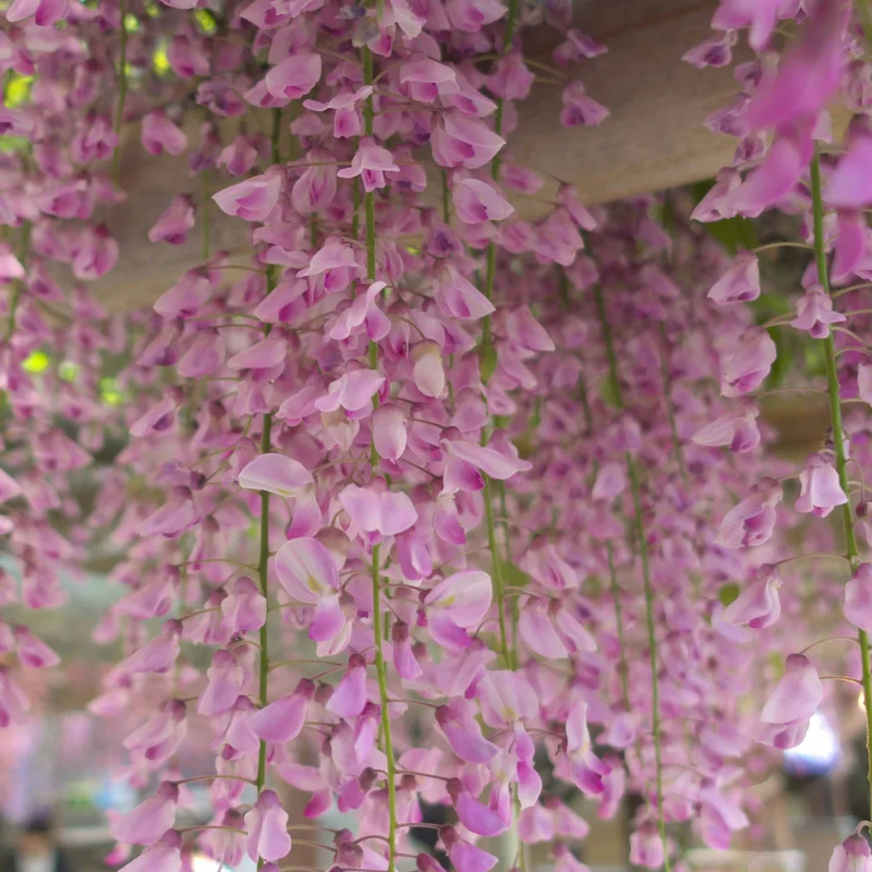 Glycine rose