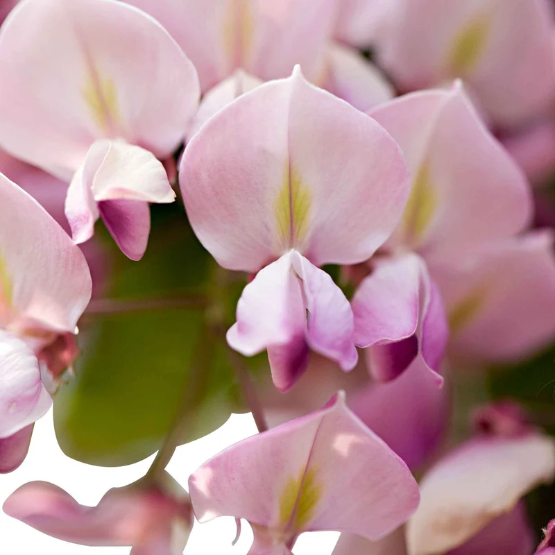 Glycine rose