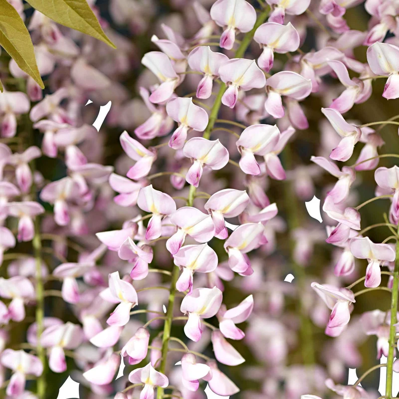 Glycine rose