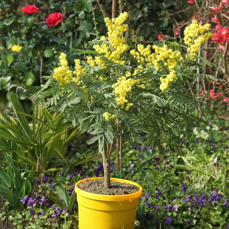 Mimosa d'hiver