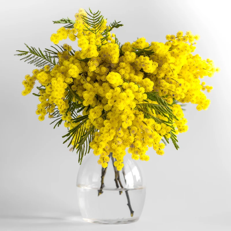 Mimosa d'hiver