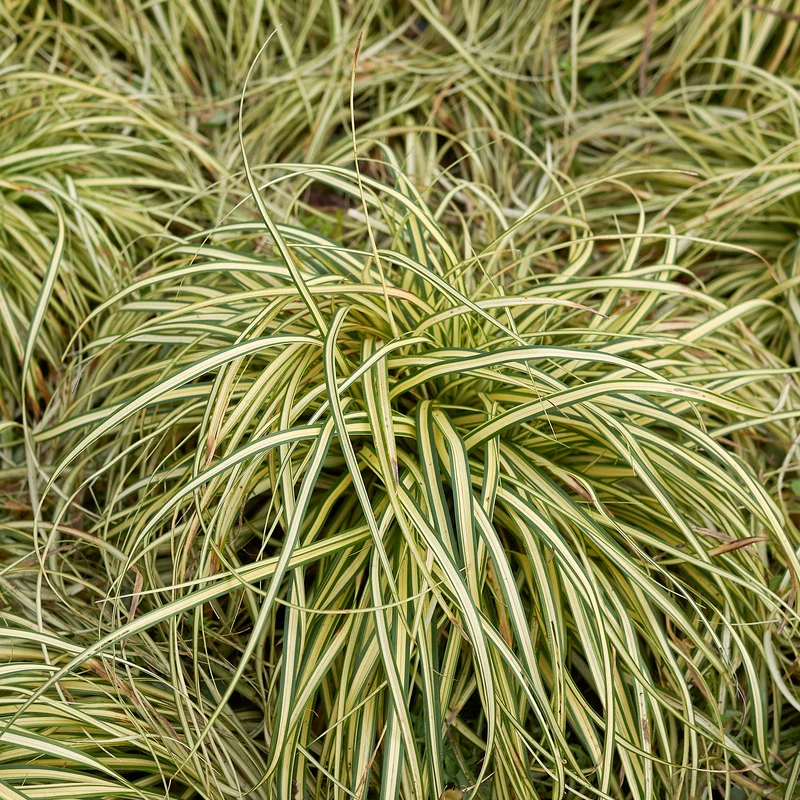 Laîche d'Oshima Evergold - Carex Evergold