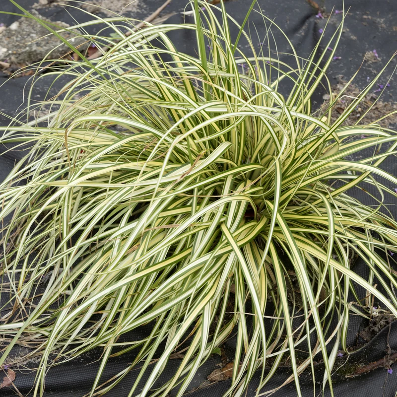 Laîche d'Oshima Evergold - Carex Evergold