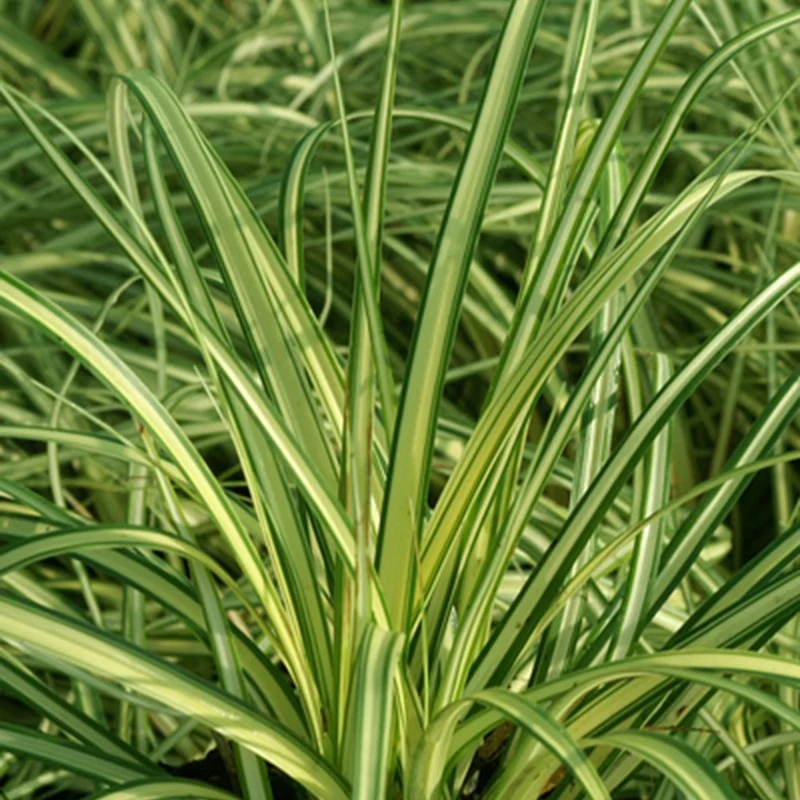 Laîche d'Oshima Evergold - Carex Evergold