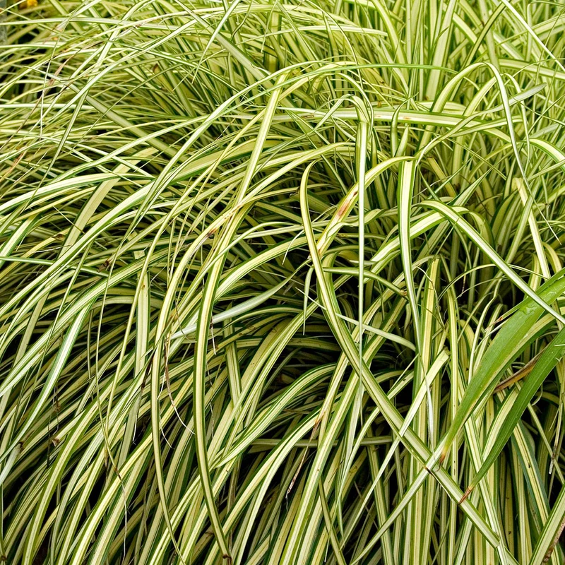 Laîche d'Oshima Evergold - Carex Evergold