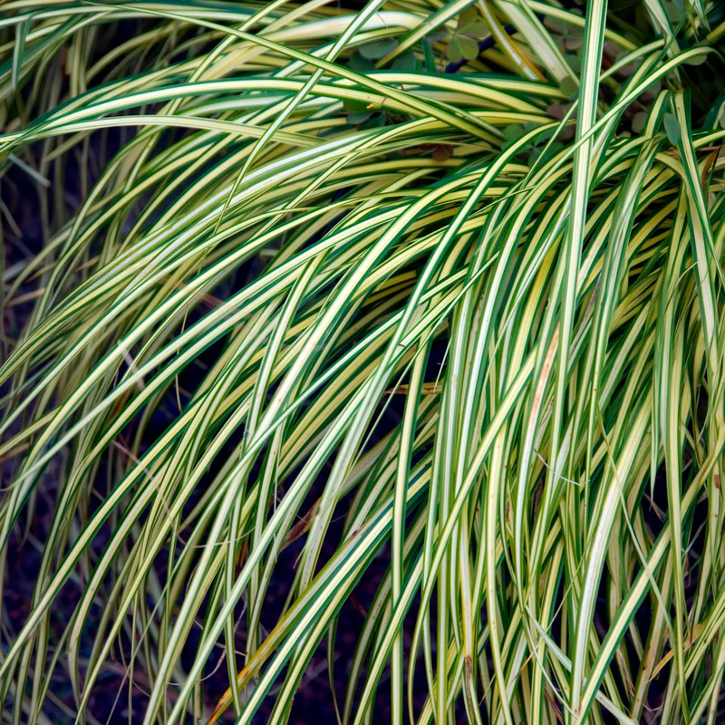 Laîche d'Oshima Evergold - Carex Evergold