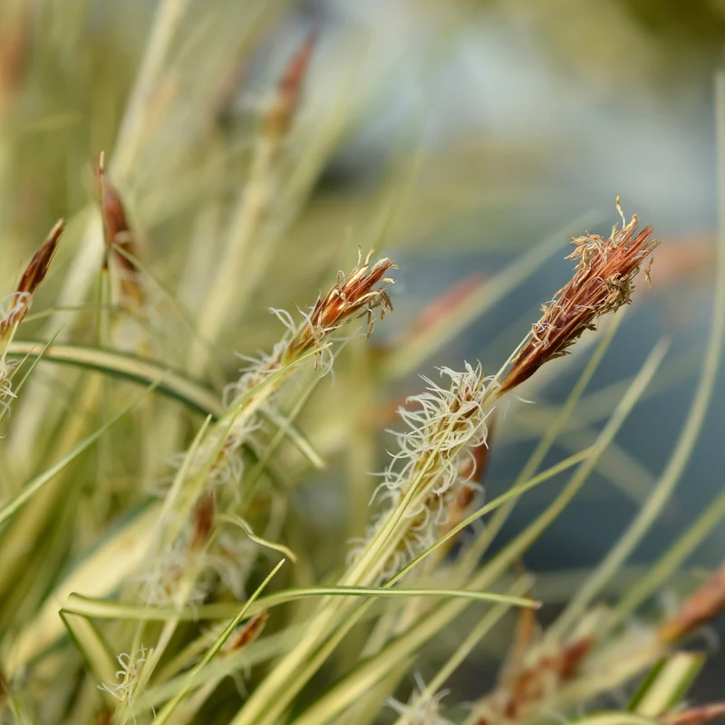 Laîche d'Oshima Evergold - Carex Evergold