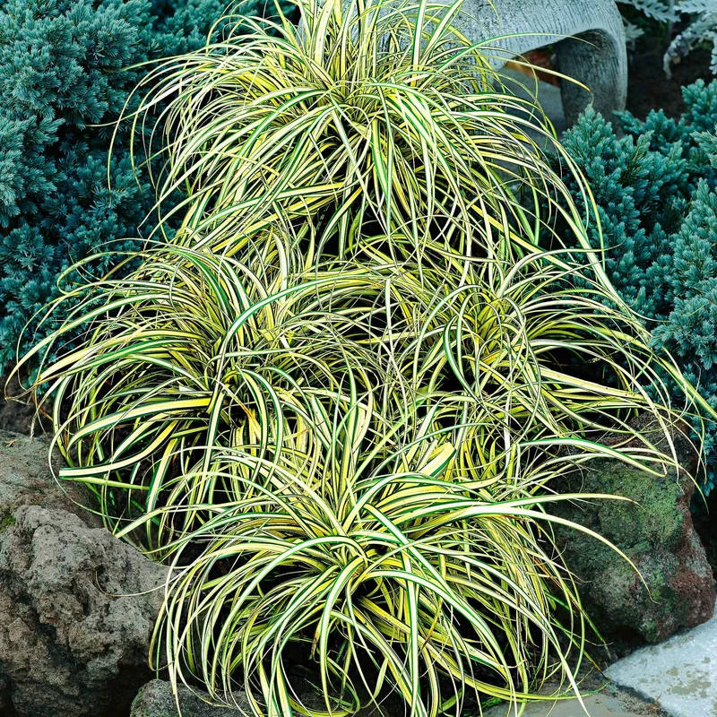 Laîche d'Oshima Evergold - Carex Evergold